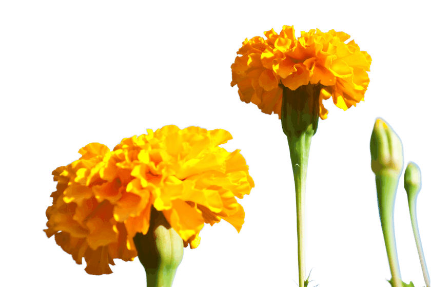 cut out image of marigolds